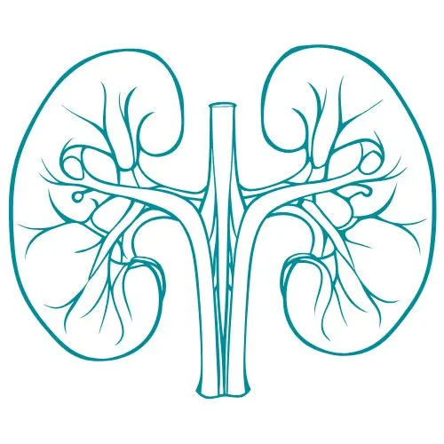 maladies des reins icône