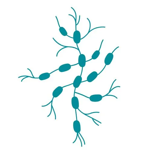 lymphome folliculaire icône
