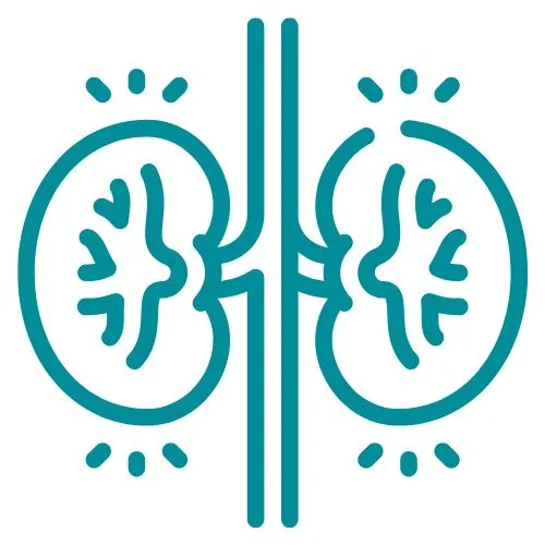 maladies des reins icône