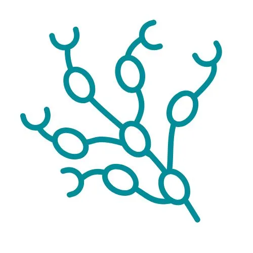 maladies lymphatiques icône